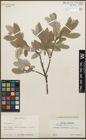 Foto von Salix glauca L.